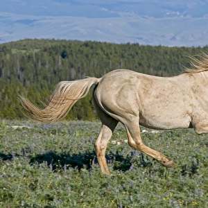 Wild / Feral Horse - running - Western U. S. - Summer _D3C8682