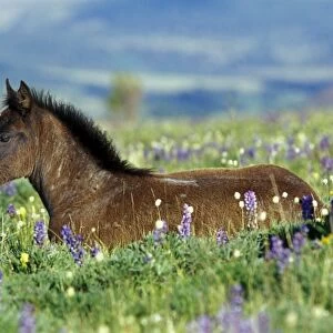 Wild Horse - colt rests among lupine and bistort wildflowers. Summer. Montana USA WH199