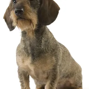 Perro dachshund peludo de vello fino Perro dachshund peludo de vello fino