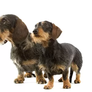 Hound Greetings Card Collection: Dachshund Wire Haired
