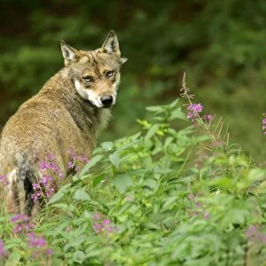 Wolf adult wolf standing on forest clearing amidst stand of fireweed looking into camera Bavaria, Germany