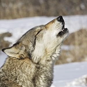 Wolf / Gray Wolf / Timber Wolf - howling Minnesota USA