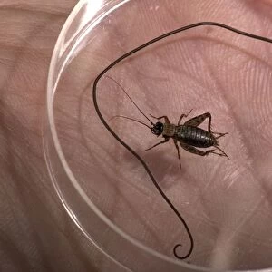 Wood cricket and its parasite, the Gordian Worm Paragordius tricuspidatus