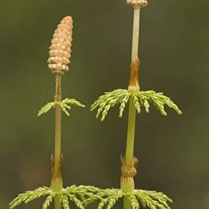 Wood horsetail (Equisetum sylvaticum) fertile fronds. Scotland