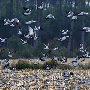 Wood Pigeon - large flock in flight landing in field - Landes - France