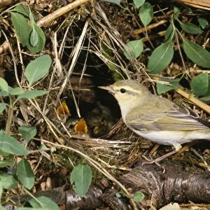 Old World Warblers Collection: Wood Warbler