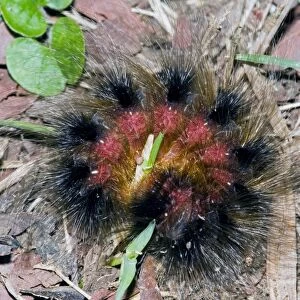 Woolly Bear - caterpillar rolled up in self defence (Tri-coloured Tiger Moth) Grahamstown - Eastern Cape - South Africa