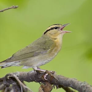 Worm-eating Warbler - singing - spring - Connecticut - USA