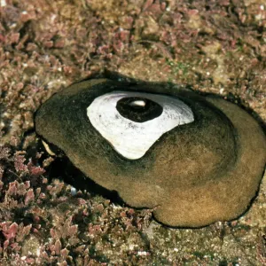Limpets