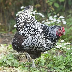 Wyandotte Silver Laced Domestic chicken breed Essex, UK BI021206