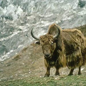 Yak - Langtang National Park Himalayas, Nepal