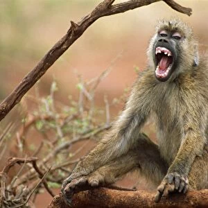Yellow Baboon - Sitting down vocalising - East Africa JFL00956
