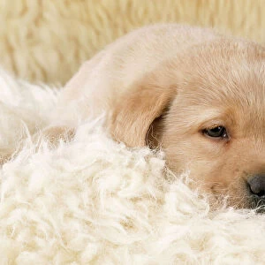 Yellow Labrador Dog - puppy on sheepskin rug