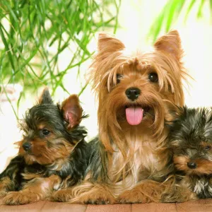 Yorkshire Terrier - adult with two puppies