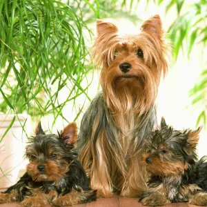 Yorkshire Terrier - adult with two puppies