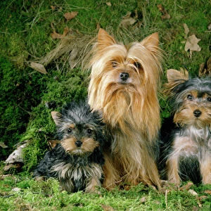 Yorkshire Terrier Dog - adult & puppies
