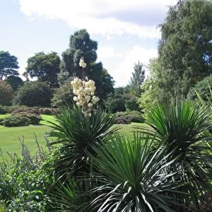 Yucca x muelleri aloifolia x constricta - In garden