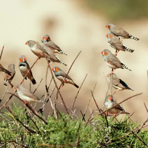 Zebra Finch