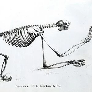 1812 Sloth skeleton by Cuvier
