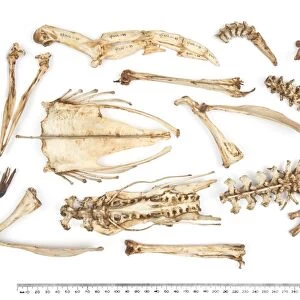 Adelie penguin skeleton C016 / 6203