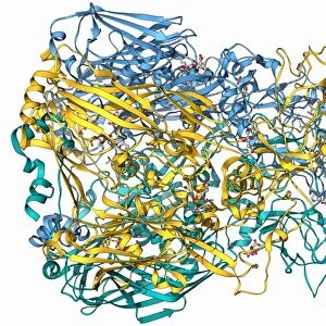 Adenovirus hexon protein F006 / 9453