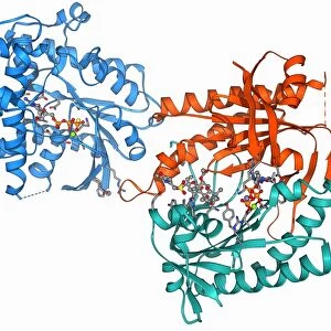 Adenylyl cyclase enzyme molecule F006 / 9271