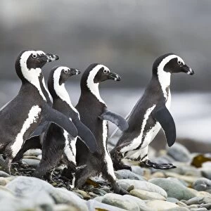 African penguins on the beach C014 / 4979