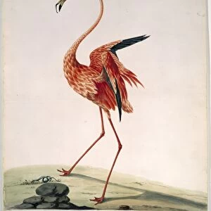 American flamingo, 18th century artwork C013 / 6793