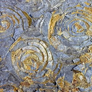 Ammonite and bivalve fossils C017 / 8487