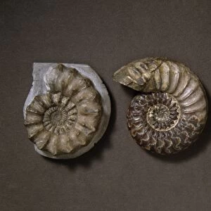 Ammonite fossils C016 / 4870