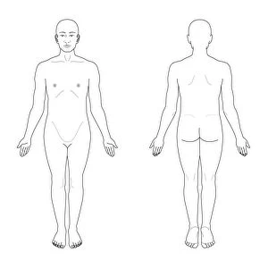 Anatomical position, artwork