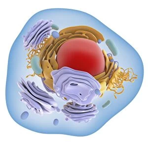 Animal cell organelles, artwork C016 / 0621