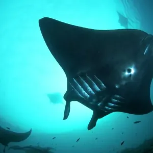 Manta Ray Print Manta Ray Print