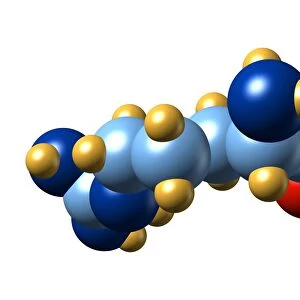 Arginine, molecular model
