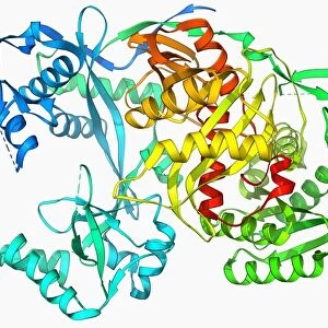 Argonaute protein molecule F006 / 9526