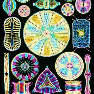 Art of Diatom algae (from Ernst Haeckel)