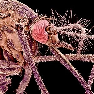 Flies Jigsaw Puzzle Collection: Asian Tiger Mosquito