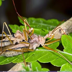 Assassin bugs mating, Ecuador C013 / 8855
