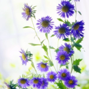 Aster chinensis