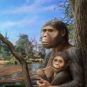 Australopithecus afarensis, artwork