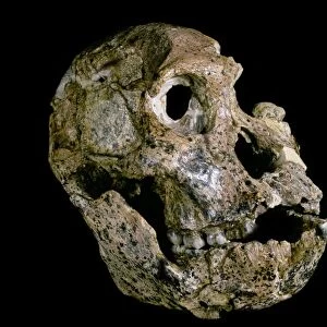 Australopithecus africanus skull (STS-71) C015 / 6798