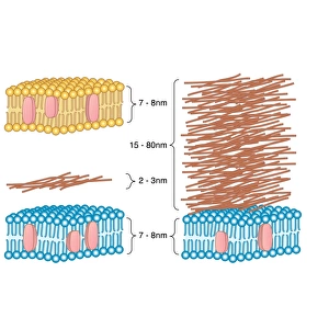Bacterial cell wall comparison, artwork