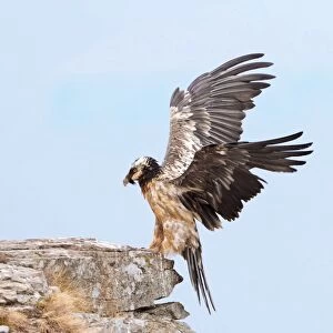 Bearded vulture C018 / 1836