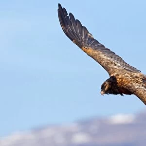 Bearded vulture in flight C018 / 9230