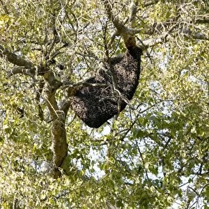Bee hive in a tree