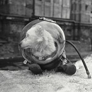 Belka, Soviet space dog, in a spacesuit