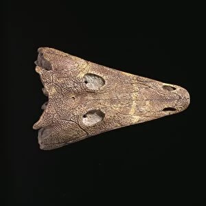 Benthosuchus amphibian skull C013 / 6676