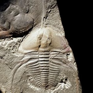 Biceratops, trilobite fossil C016 / 4845
