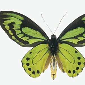 Birdwing butterfly C016 / 5881