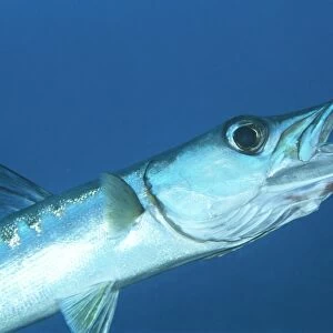 Blackfin barracuda